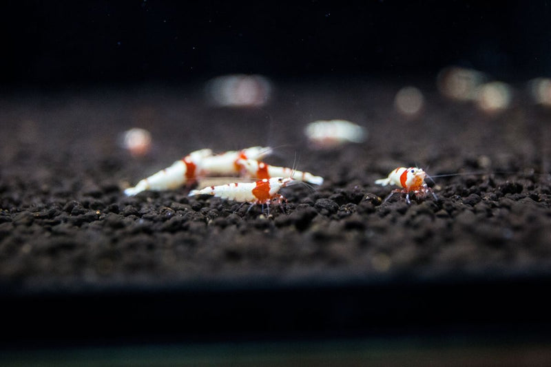 Crystal Red Shrimp (S-SS Grade) Shrimp - Buce Plant