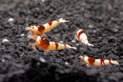 Crystal Red Shrimp (S-SS Grade) Shrimp - Buce Plant