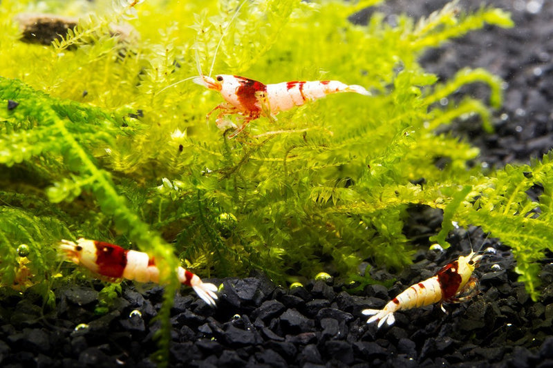 Crystal Red Shrimp (S-SS Grade) Shrimp - Buce Plant