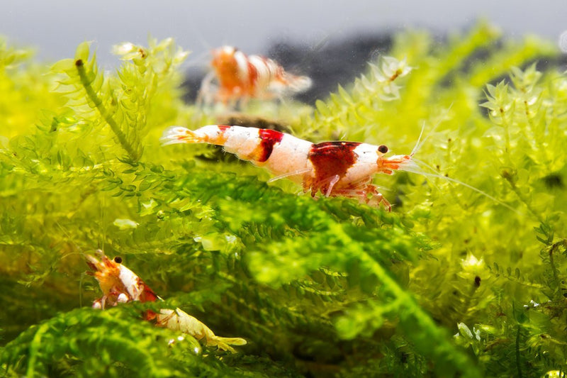 Crystal Red Shrimp (S-SS Grade) Shrimp - Buce Plant
