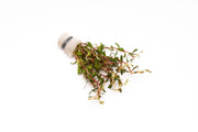Aquatic plant Cuphea Annagalloidea by BUCE with green, leafy stems suitable for freshwater aquariums.