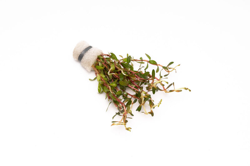Aquatic plant Cuphea Annagalloidea by BUCE with green, leafy stems suitable for freshwater aquariums.