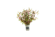 Healthy Cuphea Annagalloidea aquatic plant from BUCE with vibrant green foliage, ideal for freshwater aquariums.