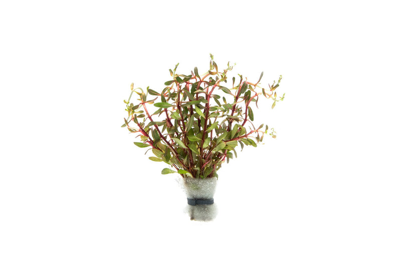 Healthy Cuphea Annagalloidea aquatic plant from BUCE with vibrant green foliage, ideal for freshwater aquariums.