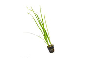 Healthy Cyperus Helferi aquatic plant from ACW, with lush green, narrow leaves ideal for freshwater aquariums.