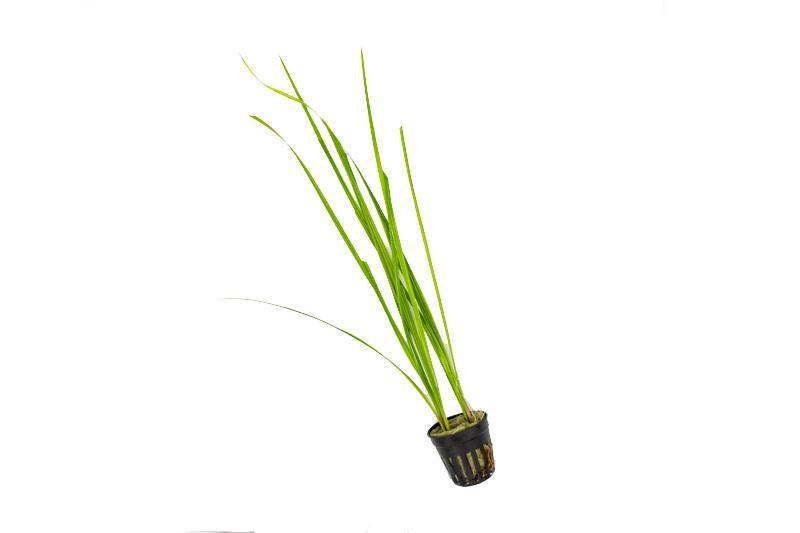 Healthy Cyperus Helferi aquatic plant from ACW, with lush green, narrow leaves ideal for freshwater aquariums.