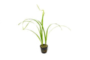 Bright green Cyperus Helferi aquatic plant from ACW, with slender grass-like leaves ideal for freshwater aquariums.