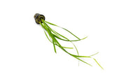 Aquatic plant Cyperus Helferi by ACW with lush green, grass-like foliage suitable for freshwater aquariums.