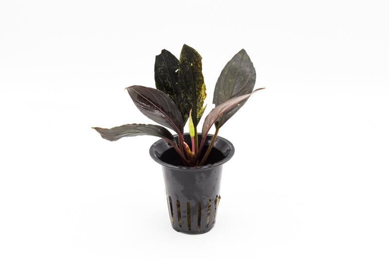 Bucephalandra Dark Skeleton King Bucephalandra - Buce Plant