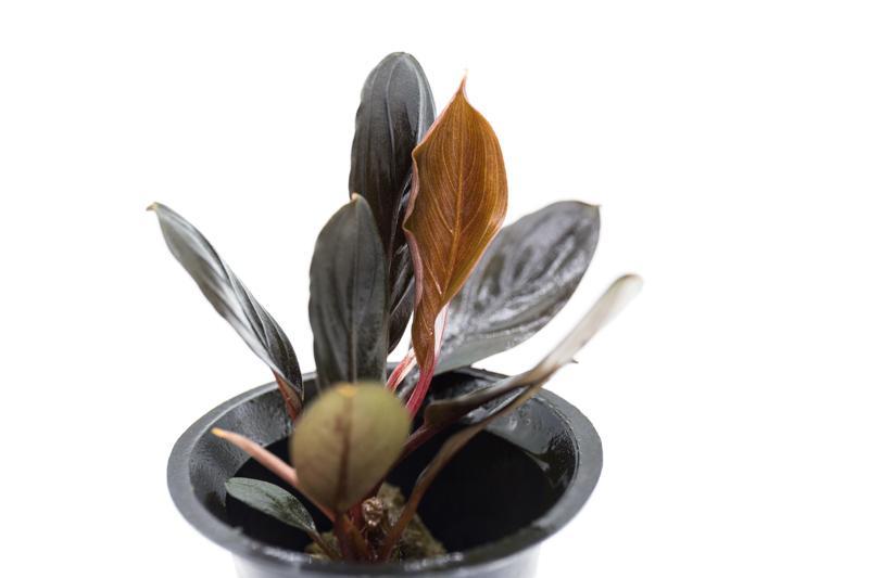 Bucephalandra Dark Skeleton King Bucephalandra - Buce Plant