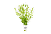 Didiplis Diandra Aquatic Plant - Buce Plant