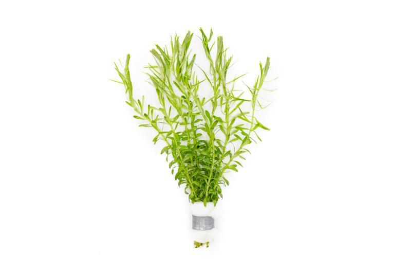 Didiplis Diandra Aquatic Plant - Buce Plant