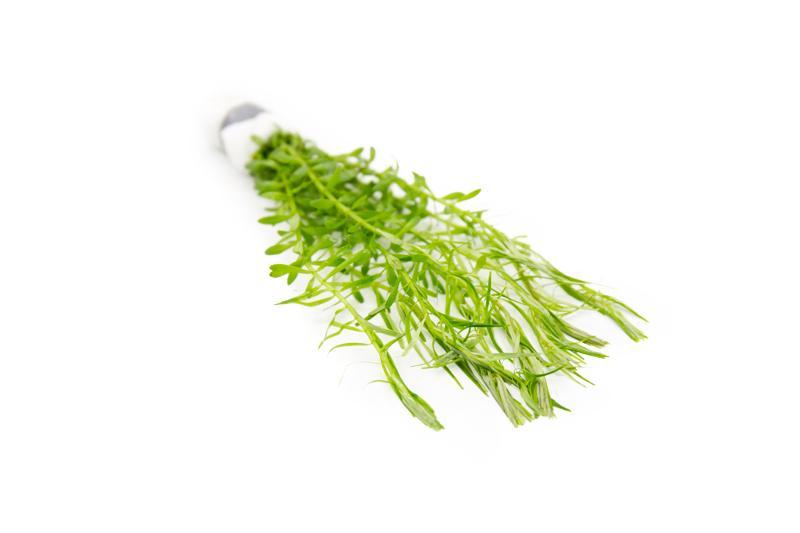 Didiplis Diandra Aquatic Plant - Buce Plant