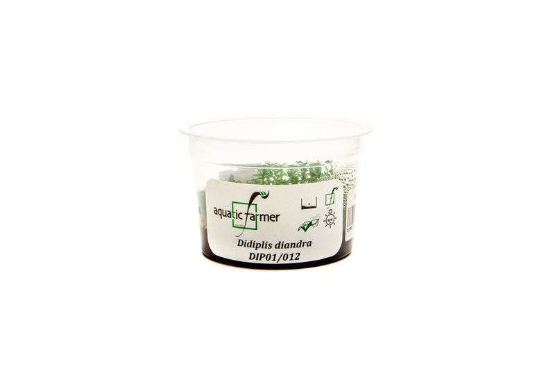Didiplis Diandra Aquatic Farmer Tissue Culture Aquatic Plant - Buce Plant