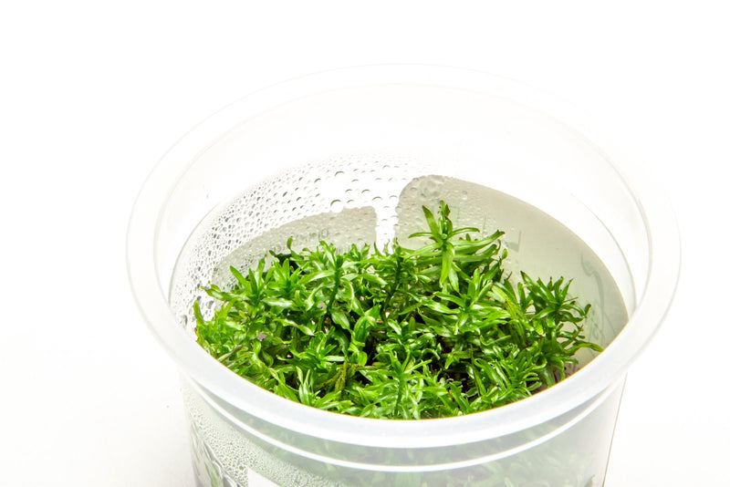 Didiplis Diandra Aquatic Farmer Tissue Culture Aquatic Plant - Buce Plant