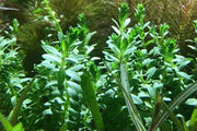 Didiplis Diandra Aquatic Farmer Tissue Culture Aquatic Plant - Buce Plant