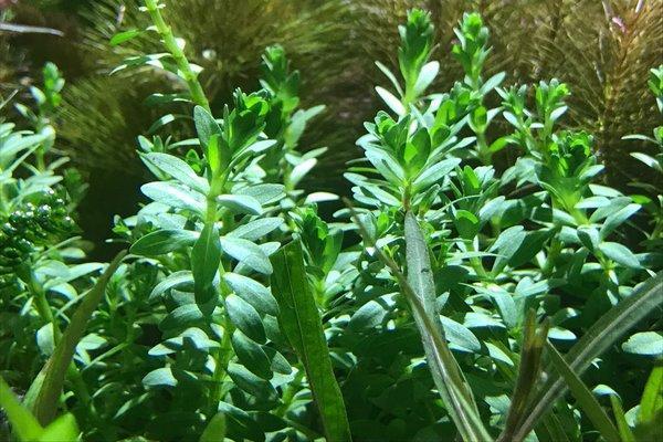 Didiplis Diandra Aquatic Farmer Tissue Culture Aquatic Plant - Buce Plant