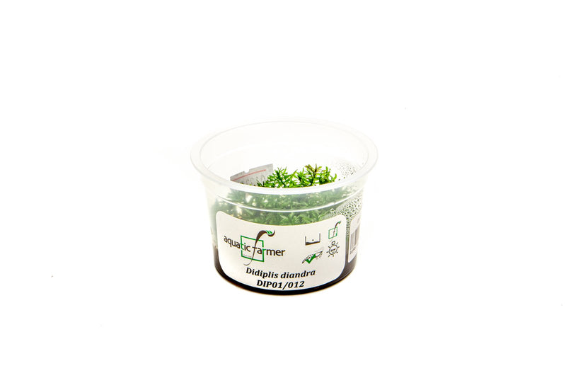 Didiplis Diandra Aquatic Farmer Tissue Culture Aquatic Plant - Buce Plant