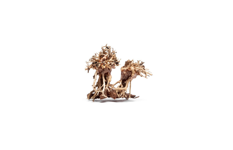 Extra small UNSBONSAI double bonsai tree aquarium driftwood showing intricate wood textures and natural branching details.