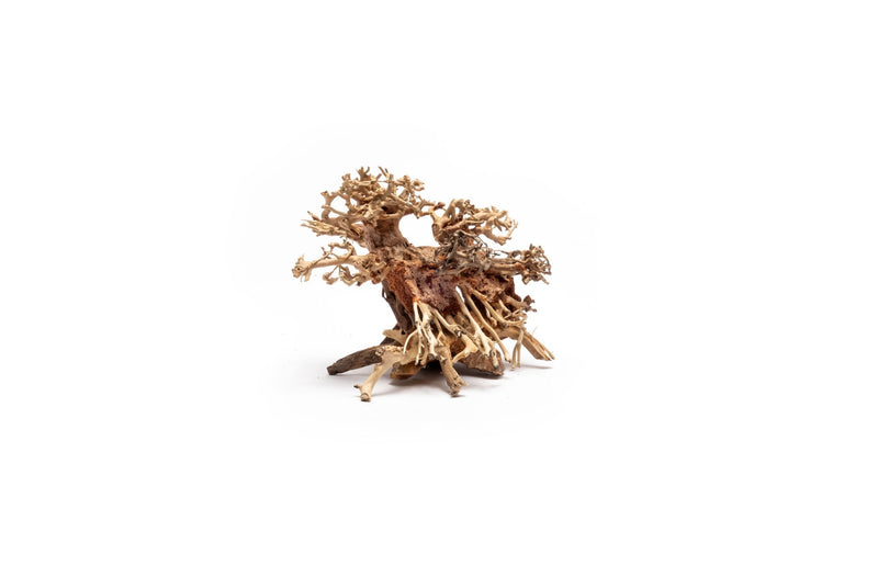 Extra small UNSBONSAI double bonsai tree aquarium driftwood showing intricate branches and natural wood texture for aquatic decor.