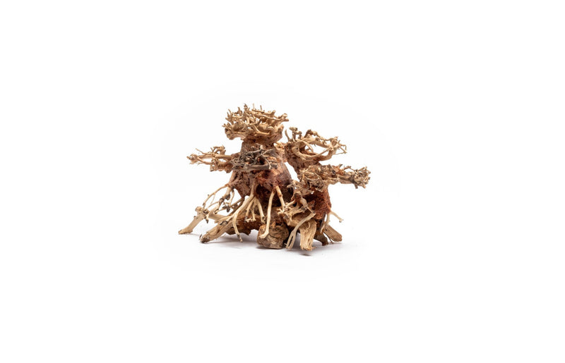 Small UNSBONSAI double bonsai tree aquarium driftwood showing intricate wood details for aquatic decoration.