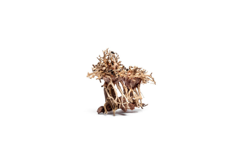 Extra small UNSBONSAI Double Bonsai Tree Aquarium Driftwood showing intricate, natural wood with unique branch shapes for aquatic decor.