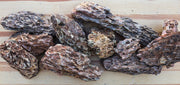 Dragon Stone (Ohko) Stone - Buce Plant