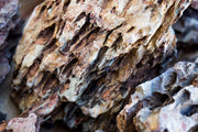 Dragon Stone (Ohko) Stone - Buce Plant
