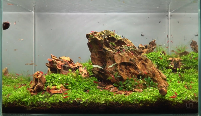 Dragon Stone (Ohko) Stone - Buce Plant