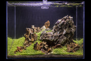 Dragon Stone (Ohko) Stone - Buce Plant