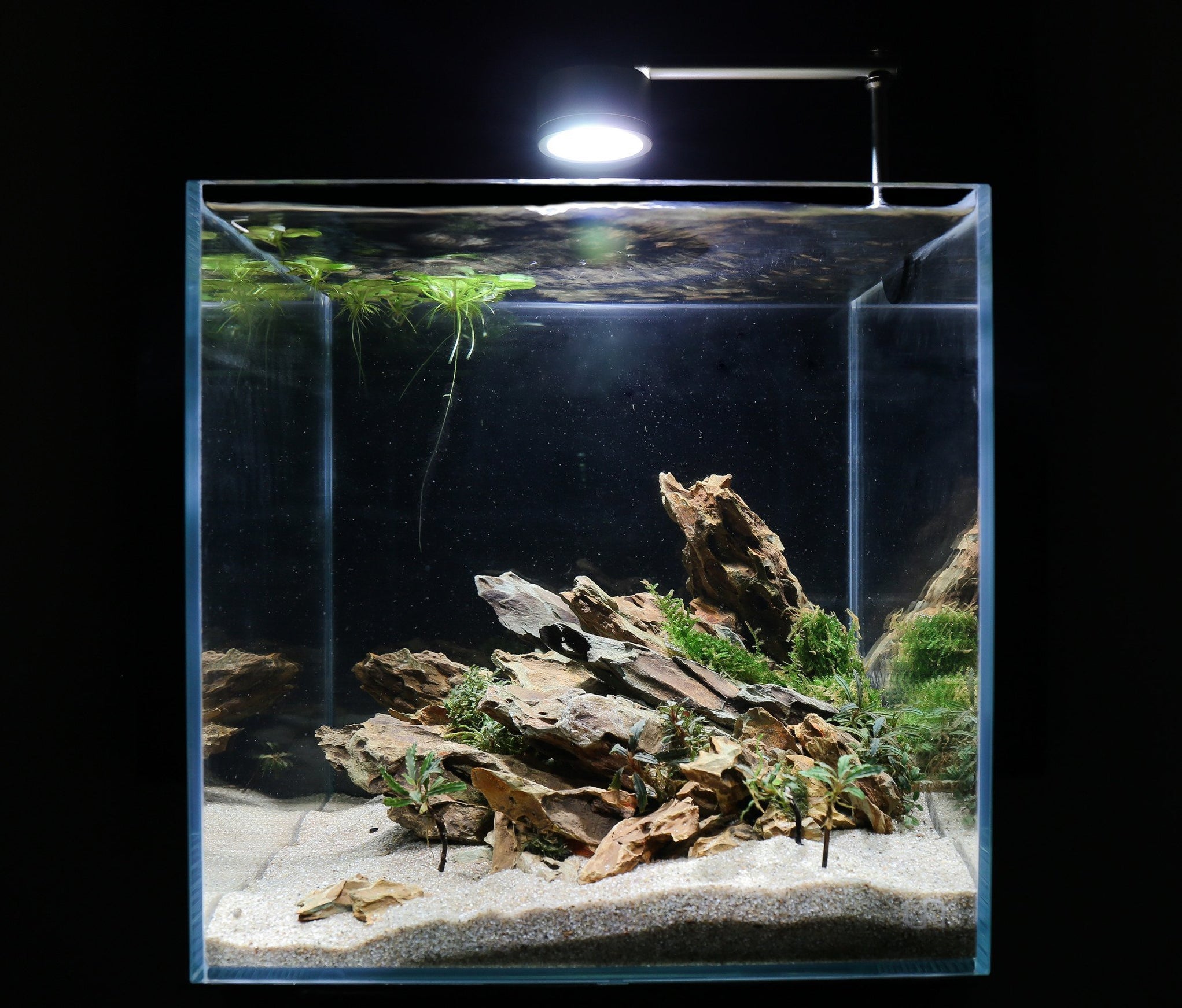 Dragon Stone (Ohko) Aquarium Hardscape — Buce Plant