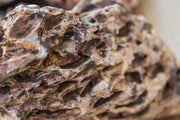 Dragon Stone (Ohko) Stone - Buce Plant