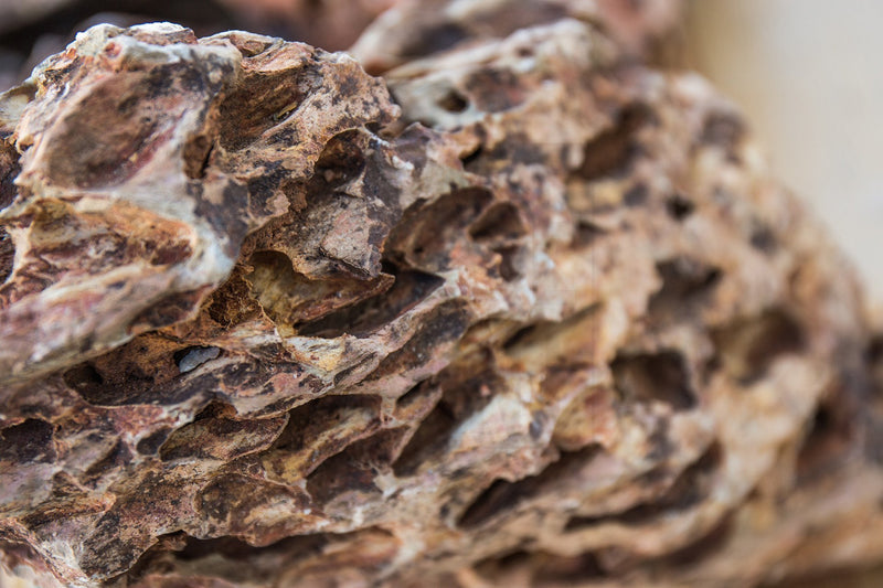 Dragon Stone (Ohko) Stone - Buce Plant
