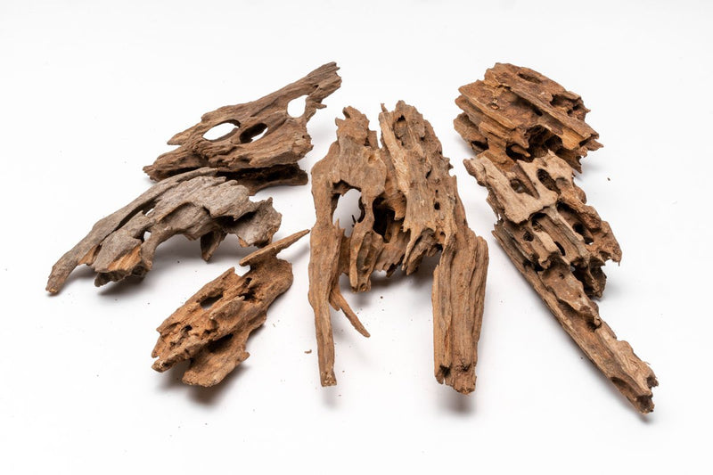 Dragon Wood Driftwood - Buce Plant