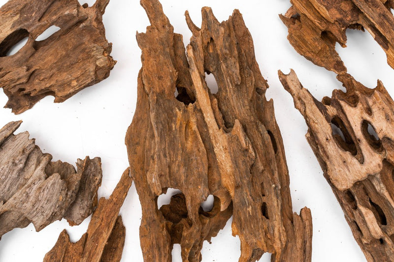 Dragon Wood Driftwood - Buce Plant