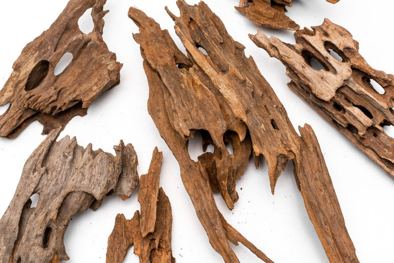 Dragon Wood Driftwood - Buce Plant
