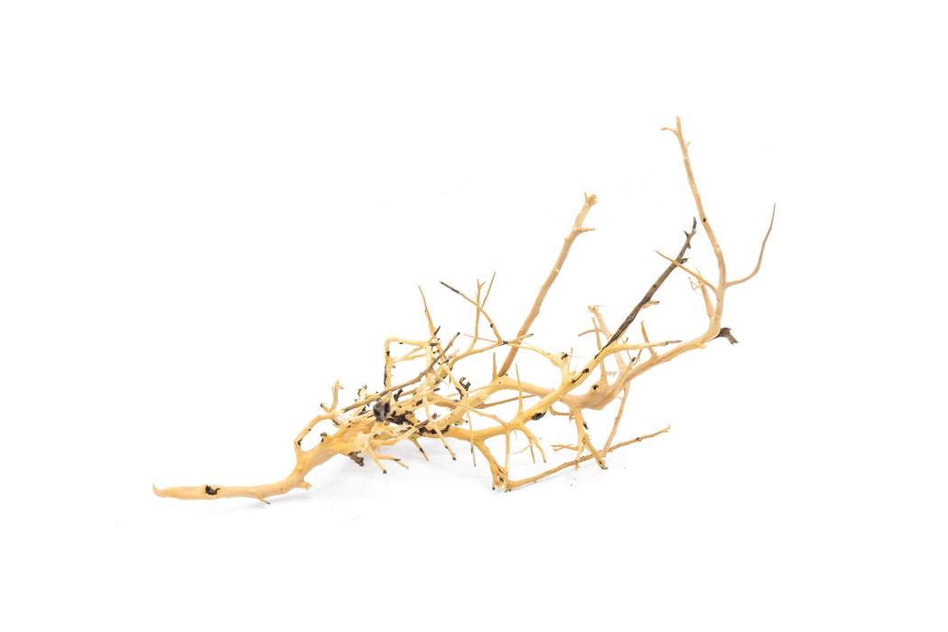 Driftwood Tree Branches