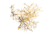 Natural driftwood tree branches from UNSHARDSCAPE, showcasing twisted wood with organic textures and irregular shapes.