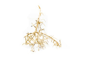 Natural driftwood tree branches by UNSHARDSCAPE, showcasing twisted, weathered wood perfect for rustic decor or craft projects.