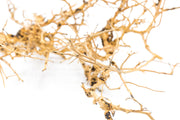 Natural driftwood tree branches from UNSHARDSCAPE, showcasing twisted, weathered wood ideal for rustic or coastal decor.