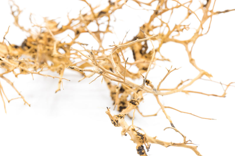 Natural driftwood tree branches from UNSHARDSCAPE, showcasing twisted, weathered wood ideal for rustic or coastal decor.