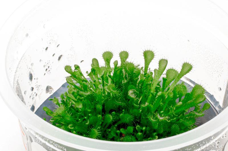Drosera Rotundifolia Aquatic Farmer Tissue Culture Aquatic Plant - Buce Plant