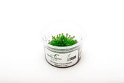 Drosera Rotundifolia Aquatic Farmer Tissue Culture Aquatic Plant - Buce Plant