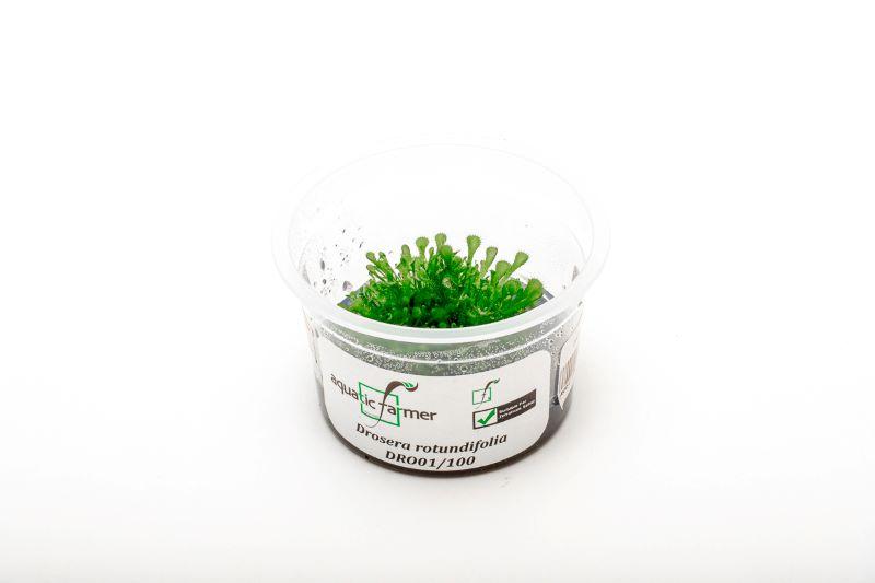 Drosera Rotundifolia Aquatic Farmer Tissue Culture Aquatic Plant - Buce Plant