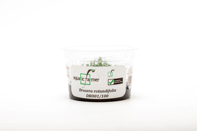 Drosera Rotundifolia Aquatic Farmer Tissue Culture Aquatic Plant - Buce Plant