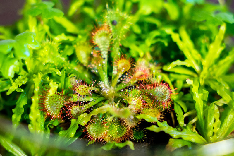 Drosera Rotundifolia Aquatic Farmer Tissue Culture Aquatic Plant - Buce Plant
