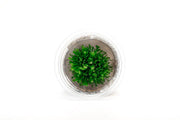 Drosera Rotundifolia Aquatic Farmer Tissue Culture Aquatic Plant - Buce Plant