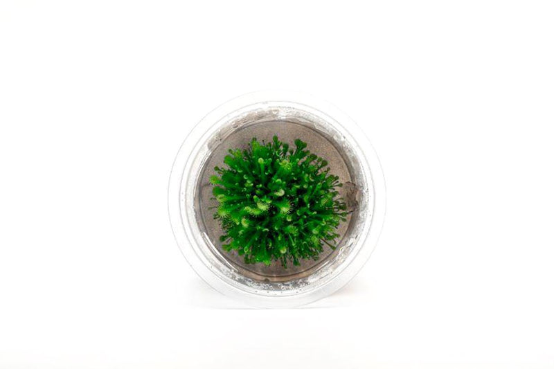 Drosera Rotundifolia Aquatic Farmer Tissue Culture Aquatic Plant - Buce Plant