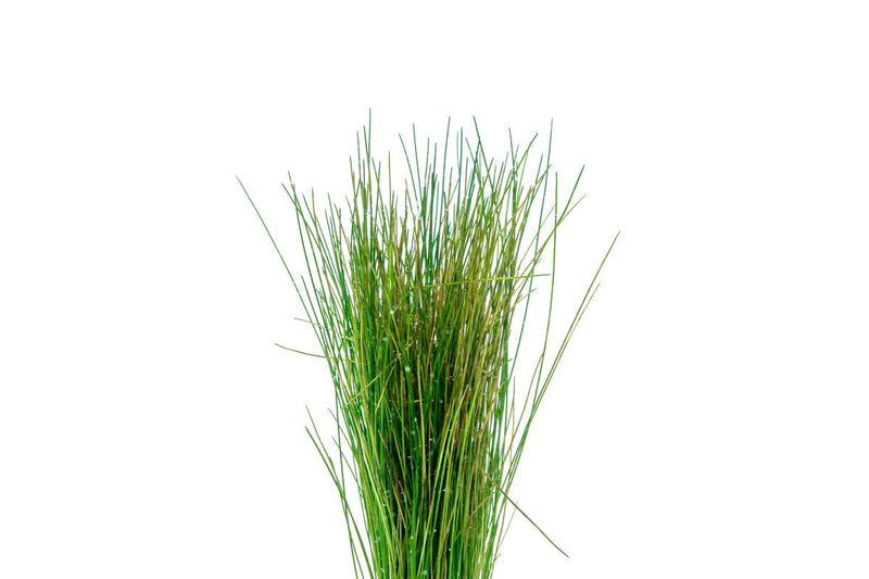 Healthy Dwarf Hair Grass aquatic plant by ACW, showcasing fine green grass-like leaves for freshwater aquariums.