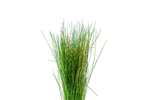 Dwarf Hair Grass Seeds - 50 Seeds - Aquarium Grass - Ox Hair Grass